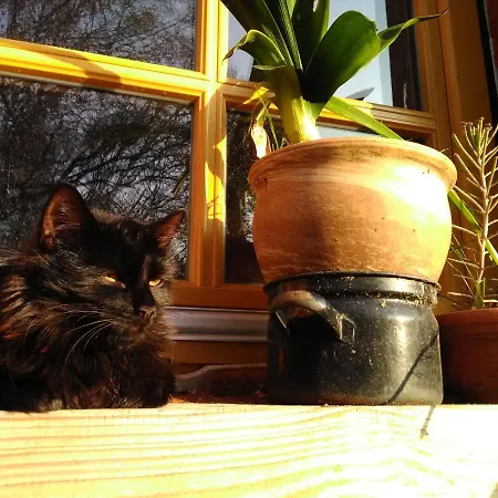 Scheunenherberge Schaefchenzaehlerei 3* بورغ