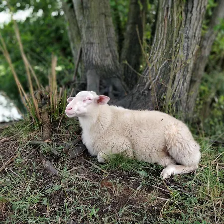 Scheunenherberge Schaefchenzaehlerei * Burg (Spreewald)