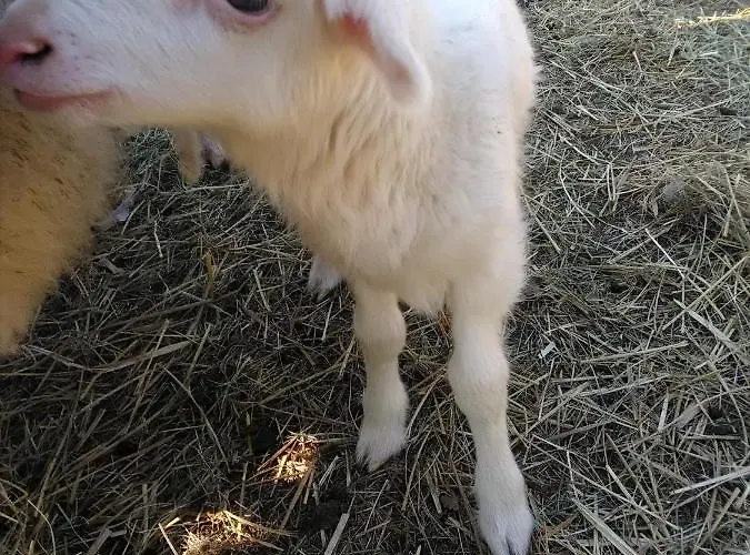 Bed & Breakfast Scheunenherberge Schaefchenzaehlerei