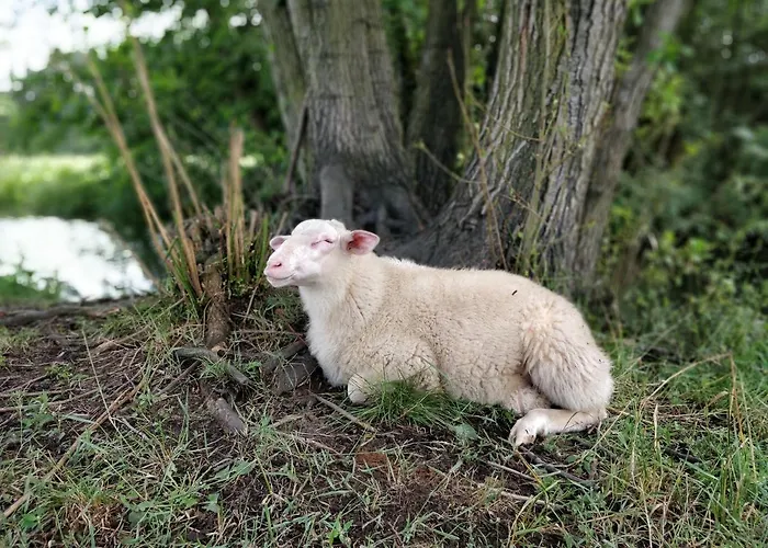 Scheunenherberge Schaefchenzaehlerei 3* Burg (Spreewald)