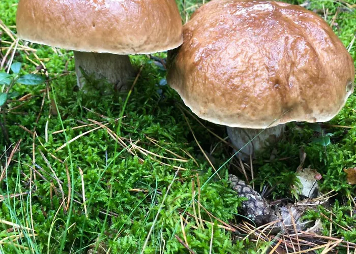 Scheunenherberge Schaefchenzaehlerei Bed & Breakfast 3*