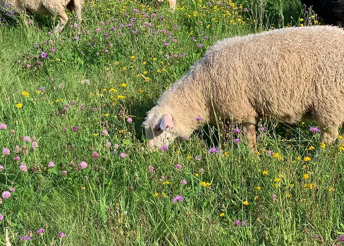 Bed & Breakfast Scheunenherberge Schaefchenzaehlerei 3*